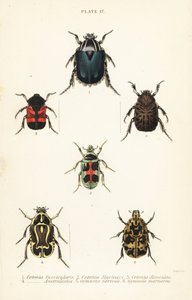 Coléoptères cétoines : Cetonia fascicularis 1, Heterorhina macleayi 2, Gametoides subfasciata 3, coléoptère violoniste, Eupoecila australasiae 4, Gymnetis hieroglyphica 5 et Gymnetis marmorea 6 - English School