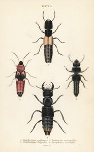 Coléoptères staphylins : Staphylinus erythrurus, Xantholinus fulgidus, Bolitobius atricapillus, Zirophorus exaratus
