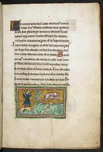 Un loup (?) avec du sang sortant de sa bouche, et un chasseur avec des chiens, du Bestiaire de Rochester - English School