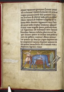 Antilope, du 