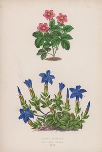 Ronce Arctique ; Gentiane Printanière (lithographie en couleur) - English School