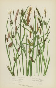 Carex roux, carex pâle, carex à longues bractées, carex jaune, carex fauve, carex lâche... (lithographie en couleur) - English School