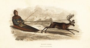 Lapon sami dans un traîneau tiré par un renne, Rangifer tarandus