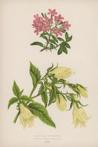 Saponaria Ocymoides; Symphyandra Pendula - English School