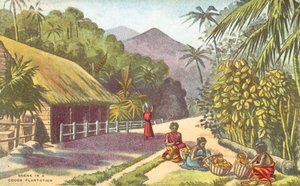 Scène dans une plantation de cacao - English School