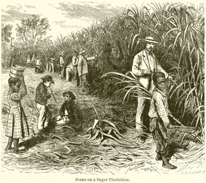 Scène sur une plantation de sucre - English School