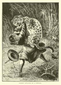 Schmitt attaqué par un léopard - English School