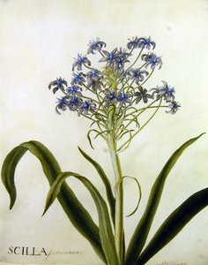 Étude botanique de Scilla Peruviana