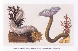 Concombre de mer et ver tubicole, Nature en Grande-Bretagne publiée par Collins - English School