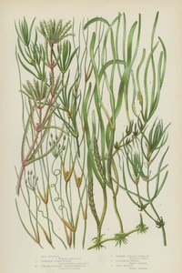 Ruppia maritime, Potamot cornu, Herbe à feuilles larges, Herbe naine, Naias flexible, Naias de mer - English School