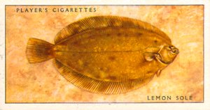 Poissons de mer : Limande sole (lithographie couleur) - English School