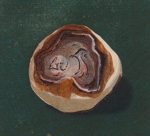 Galet de bord de mer