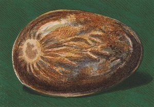 Galet de bord de mer - English School