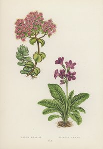 Sedum Ewersii; Primula Amoena (lithographie en couleur)