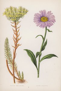 Orpin Réfléchi ; Aster Alpin (lithographie en couleur) - English School