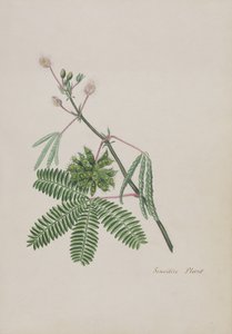 Plante sensible, illustration d