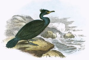Cormoran huppé