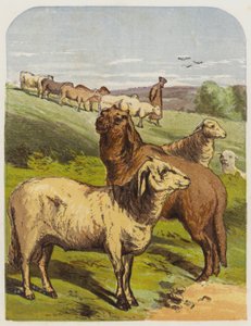 Moutons