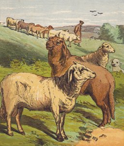 Moutons