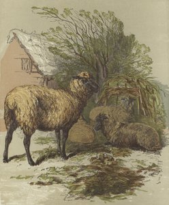 Moutons