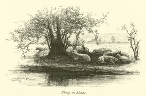 Moutons à l
