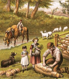 Tonte des moutons