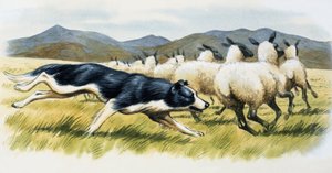 Chien de berger