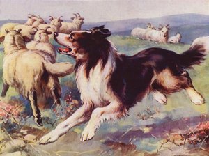 Chien de berger au travail