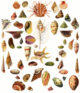 Coquillages