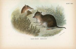 Bandicoot à nez court