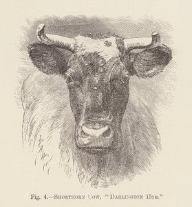 Vache Shorthorn, "Darlington 15e"