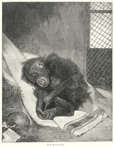 Orang-outan malade (gravure) - English School