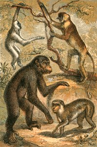Gibbon argenté, singe nasique, chimpanzé et macaque berbère