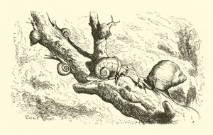 Six petits escargots - English School