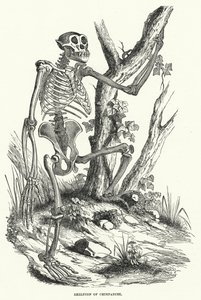 Squelette de chimpanzé (gravure) - English School