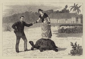 Croquis de Ceylan, une Tortue Géante