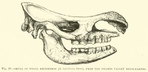 Crâne de rhinocéros fossile (R leptorhinus, Owen), des briqueteries de la vallée de la Tamise - English School