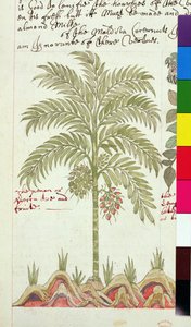 Palmier dattier, des 