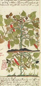 Plante de poivre de 