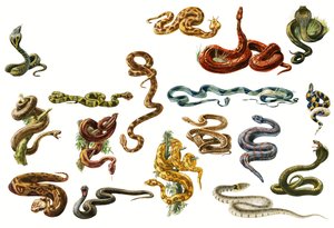 Serpents