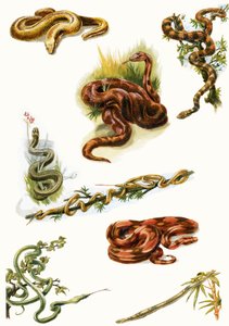Serpents
