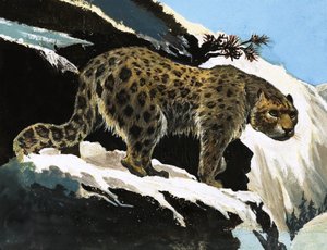 Léopard des neiges
