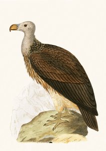 Vautour sociable, illustration de 