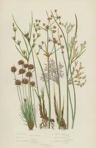 Joncs mous, Joncs durs, Joncs à fleurs émoussées, Joncs à trois feuilles, Joncs à fruits ronds