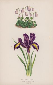 Soldanella Minima; Iris Reticulata - English School