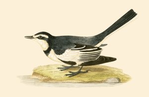 Bergeronnette sombre, illustration de 