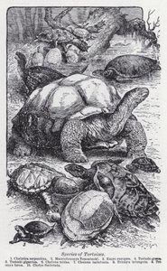 Espèces de tortues (lithographie) - English School