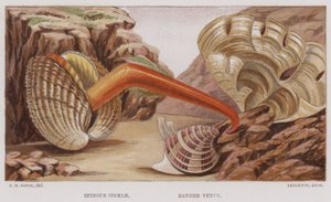 Coque épineuse, Vénus bandée