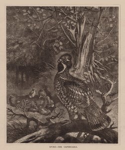 Sport, Le Capercaile (gravure) - English School