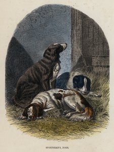 Chiens de chasseur (gravure en couleur) - English School